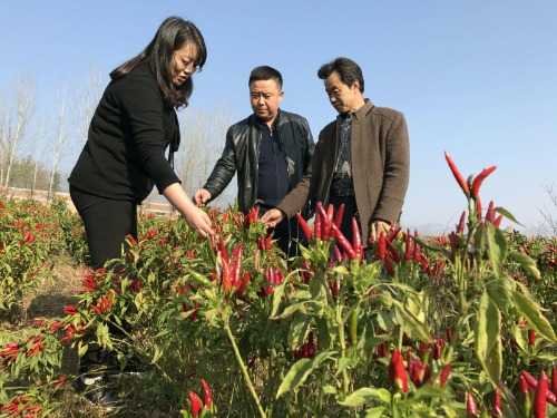 灵宝市朱阳镇:昔日穷山村 今朝幸福地