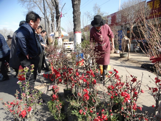 热闹的开封花木市场