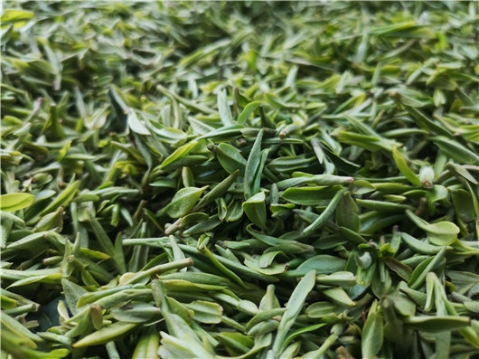茶香满山野 桐柏首批春茶开采